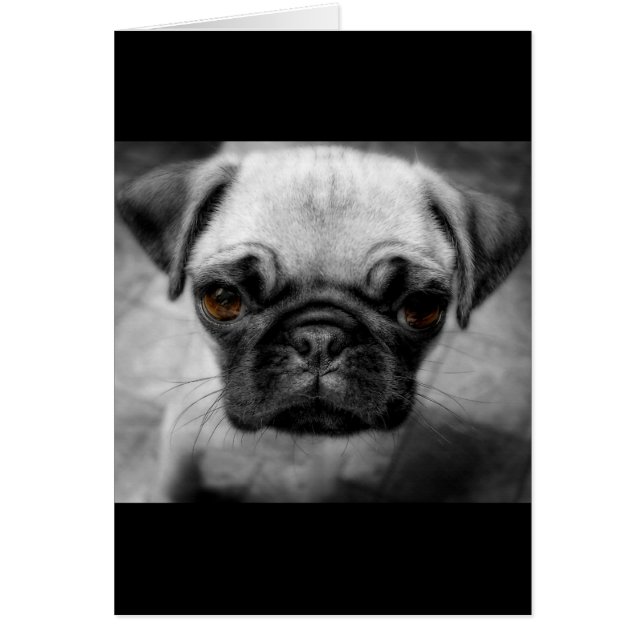 Pug Pup (Voorkant)