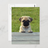 Pug Pup Briefkaart (Voorkant / Achterkant)