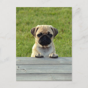 Pug Pup Briefkaart
