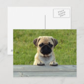 Pug Pup Briefkaart (Voorkant / Achterkant)