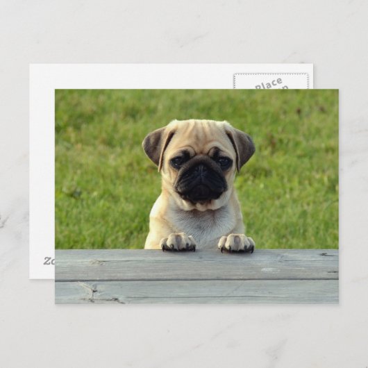 Pug Pup Briefkaart (Voorkant / Achterkant)