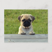 Pug Pup Briefkaart (Voorkant)