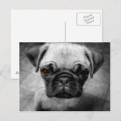 Pug Pup Briefkaart (Voorkant / Achterkant)