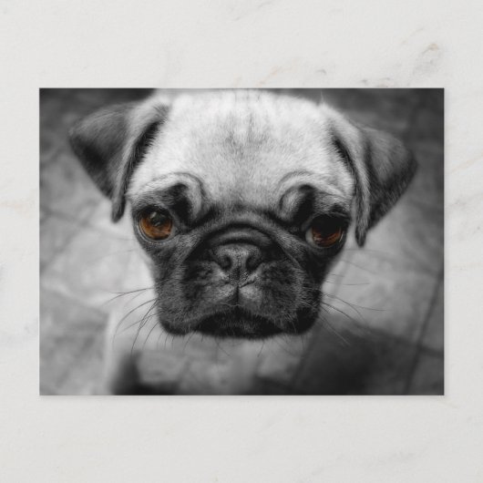 Pug Pup Briefkaart (Voorkant)