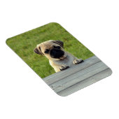 Pug Pup Foto Magneet (Rechterzijde)