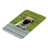 Pug Pup Foto Magneet (Linkerzijde)