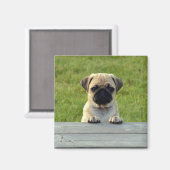 Pug Pup Magneet (Voorkant / Achterkant)