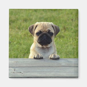 Pug Pup Magneet