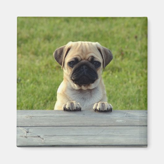Pug Pup Magneet (Voorkant)
