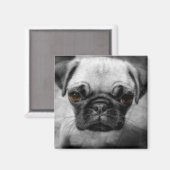 Pug Pup Magneet (Voorkant / Achterkant)