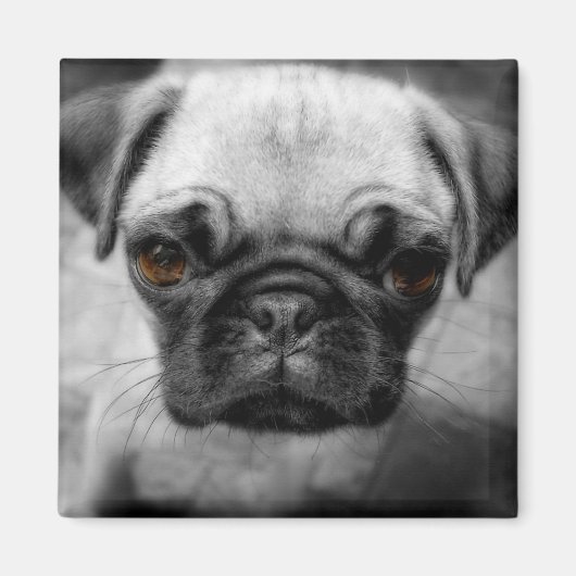 Pug Pup Magneet (Voorkant)