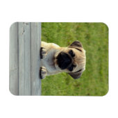Pug Pup Photo Magneet (Horizontaal)