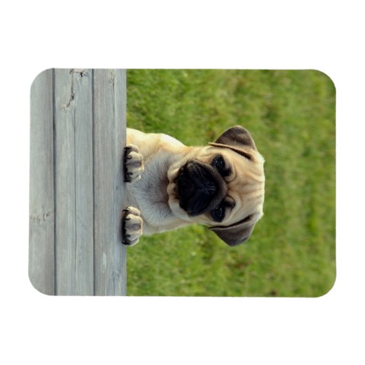 Pug Pup Photo Magneet (Horizontaal)