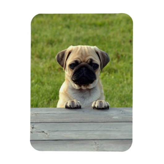 Pug Pup Photo Magneet (Verticaal)