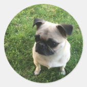 Pug Pup Ronde Sticker (Voorkant)