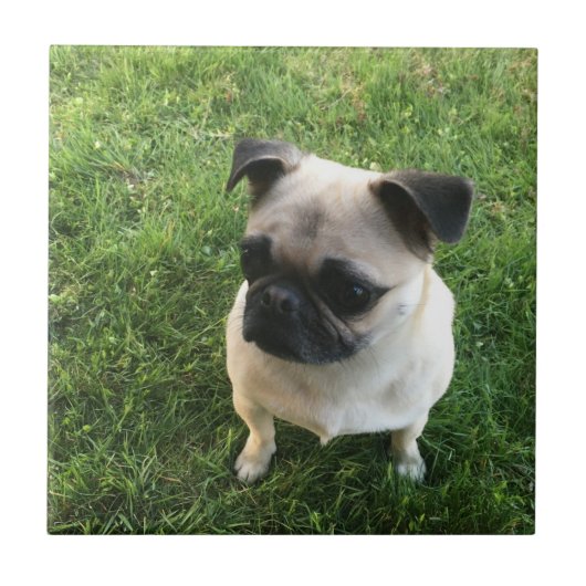 Pug Pup Tegeltje (Voorkant)