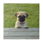 Pug Pup Tegeltje (Voorkant)