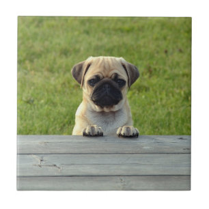 Pug Pup Tegeltje