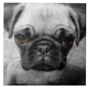 Pug Pup Tegeltje