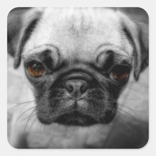 Pug Pup Vierkante Sticker (Voorkant)