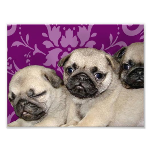 Pug puppies hond foto afdruk (Voorkant)
