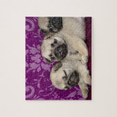 Pug puppies hond legpuzzel (Verticaal)