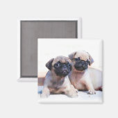 Pug puppies magneet (Voorkant / Achterkant)
