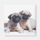 Pug puppies magneet (Voorkant)