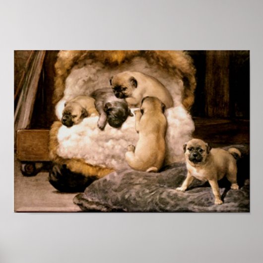 Pug Puppies Poster (Voorkant)