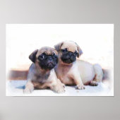 Pug puppies poster (Voorkant)