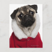 Pug puppy (6 months old) wearing a Christmas Feestdagenkaart (Voorkant)