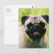 Pug Puppy Briefkaart (Voorkant / Achterkant)