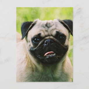 Pug Puppy Briefkaart