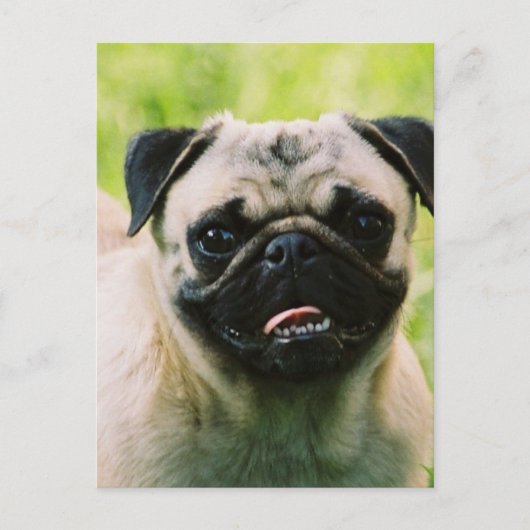 Pug Puppy Briefkaart (Voorkant)