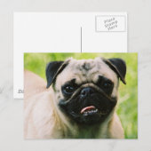 Pug Puppy Briefkaart (Voorkant / Achterkant)