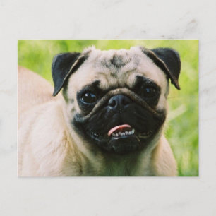 Pug Puppy Briefkaart