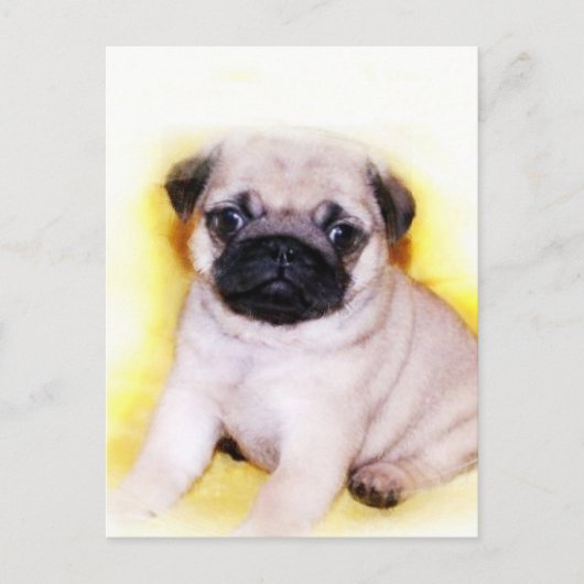 Pug Puppy briefkaart (Voorkant)