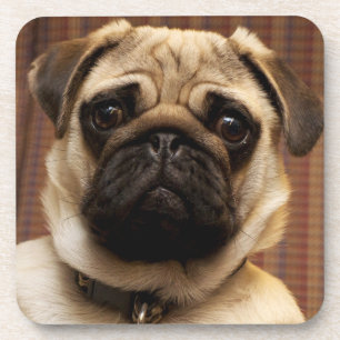 Pug Puppy Dog Bier Onderzetter