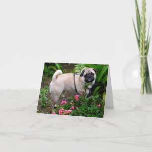 Pug Puppy Dog Blank Greeting Note Kaart
