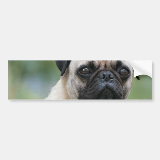 Pug Puppy Dog Bumperstickers (Voorkant)
