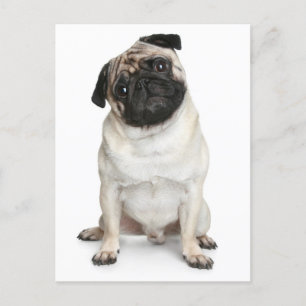 Pug Puppy Dog Greeting Briefkaart