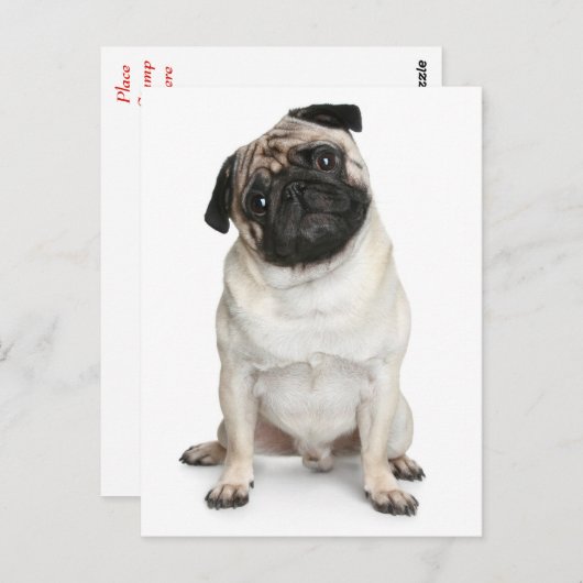 Pug Puppy Dog Greeting Briefkaart (Voorkant / Achterkant)