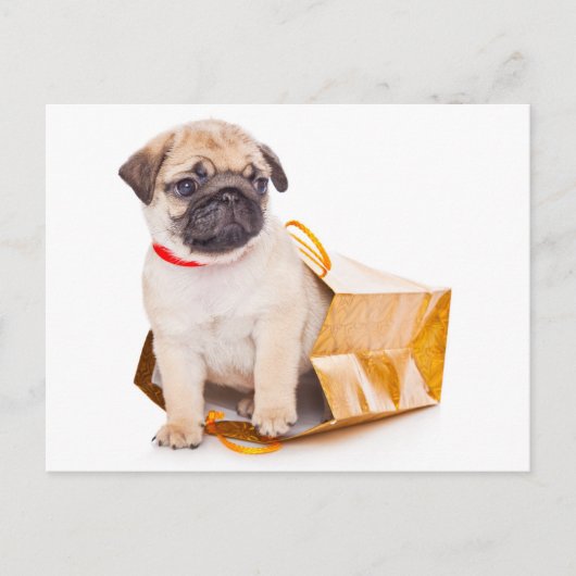 Pug Puppy Dog Greeting Briefkaart (Voorkant)