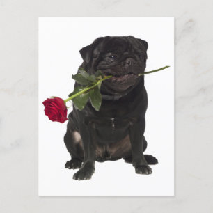 Pug Puppy Dog Greeting Briefkaart