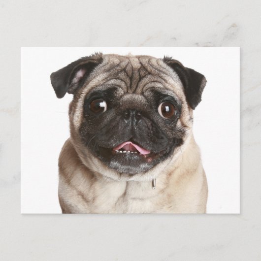 Pug Puppy Dog Greeting Briefkaart (Voorkant)