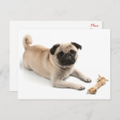 Pug Puppy Dog Greeting Briefkaart (Voorkant / Achterkant)