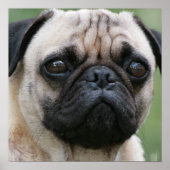 Pug Puppy Dog Poster (Voorkant)