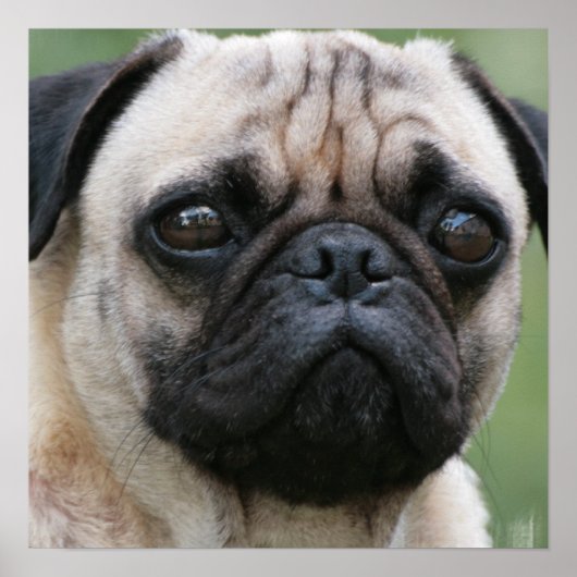 Pug Puppy Dog Poster (Voorkant)