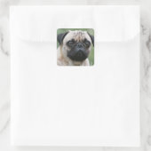 Pug Puppy Dog Stickers (Tas)