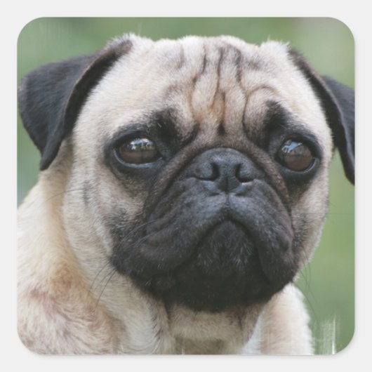 Pug Puppy Dog Stickers (Voorkant)